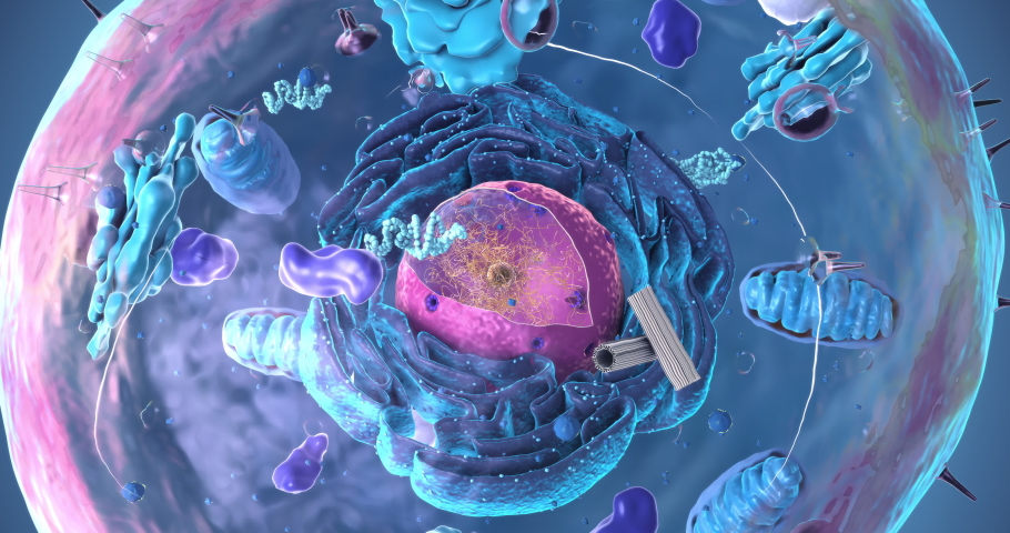 Seamless loop of the components of an eukaryotic cell, nucleus and organelles and plasma membrane - 3d illustration Royalty-Free Stock Footage #1068054488
