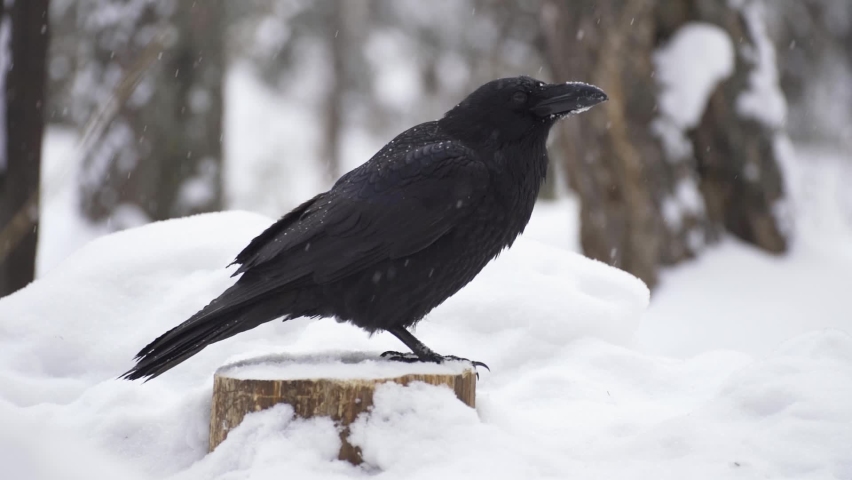 Crow finding. Raven Snow. Суровые вороны зимой.