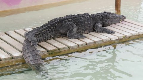 American alligator having a rest (Everglades, Florida, USA)