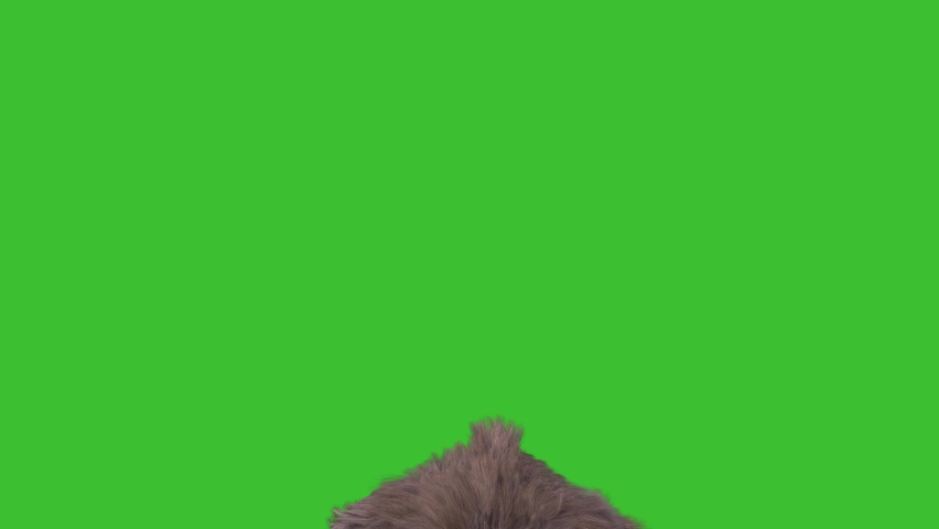 Werewolf Real Fur Green Screen Howls 3D Rendering Animation 4K Horror Royalty-Free Stock Footage #1068056753