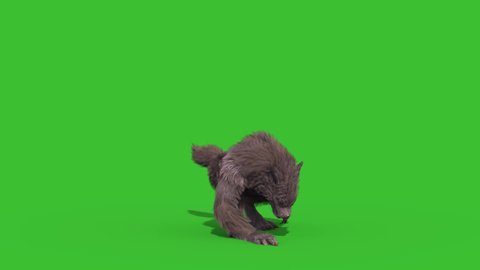 Werewolf Real Fur Green Screen Howls Front 3D Rendering Animation 4K Horror