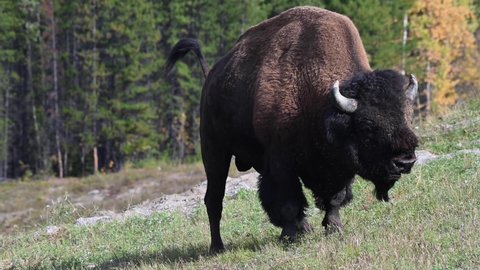 Wood bison in the wild