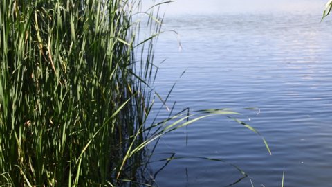 Defocused cattail stalks sway on foreground and blurred background of tranquil rippled blue water surface. Out of focus pond backdrop with copy space