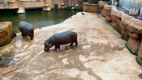 Hippos are looking for food on a tile, film grain