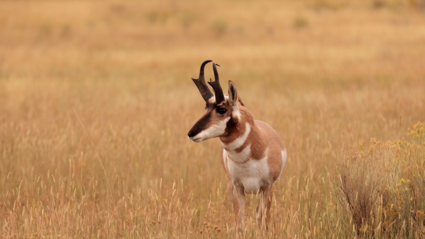 Pronghorn in Yellowstone National Park in Wyoming