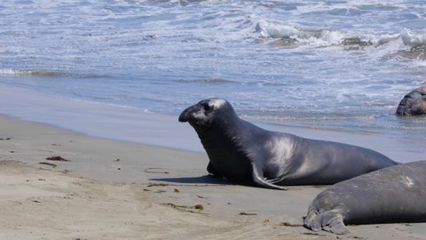 Elephant Seals on the central coast of California near San Simeon