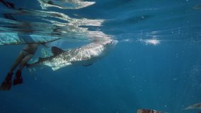 Slow motion shot diving Big whale shark (Rhincodon typus) feeding on plancton behind boat at night and swims in blue water in Maldives, Bohol Sea, Philippines, Southeast Asia. Underwater video.