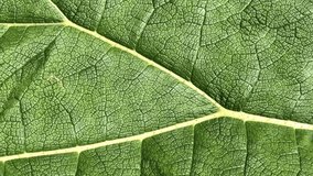 4K HD video panning across close up detail of Gunnera tinctoria, known as giant rhubarb or Chilean rhubarb, a flowering plant species native to southern Chile and neighbouring zones in Argentina.