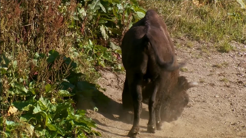 The zubr, or European bison is a species of animal in the genus bison. The last representative of wild bulls in Europe. Their habitat is deciduous, coniferous and mixed temperate forests.