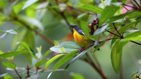 4k Nature Footage of Yellow-rumped flowerpecker (Prionochilus xanthopygius)  eating berries endemic of Borneo