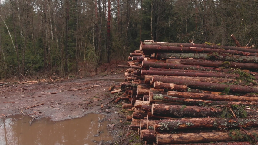 Pile of cut logs in the forest. Renewable local resources. Problem of deforestation. Wide-angle steadicam shot