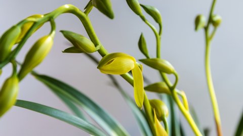 time lapse of the orchid bloom