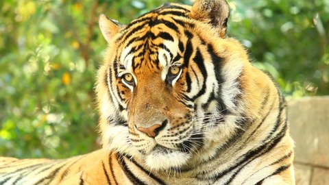 bengal tiger called royal panthera tigris Stock Footage Video (100% ...