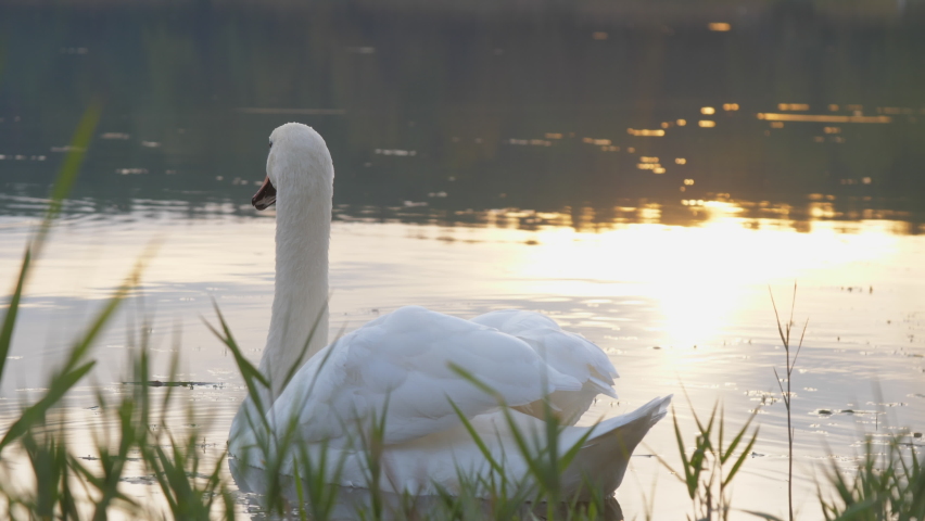 Wild swan with white feathers and orange beak on wide lake water with yellow sunlight reflections slow motion. Concept nature | Shutterstock HD Video #1068084353