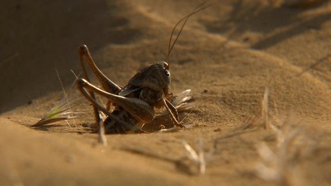 Locusts (derived from the Lat. locusta, meaning grasshopper). Grasshoppers are usually harmless, their numbers are small, and they do not pose a serious economic threat to agriculture.