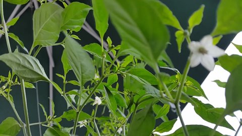Chili pepper tree (chile, chile pepper, chilli pepper, cabai or chilli) in a garden. Chili peppers are widely used in many cuisines as a spice to add heat to dishes. 