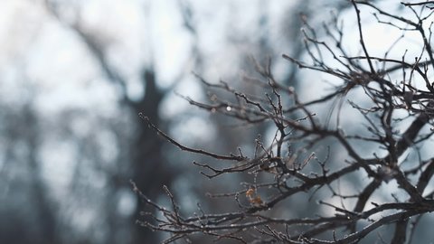 frost on branches. beautiful dry twig of tree on natural background in cold weather, close up. Birch tree branches without leaves. natural abstract background