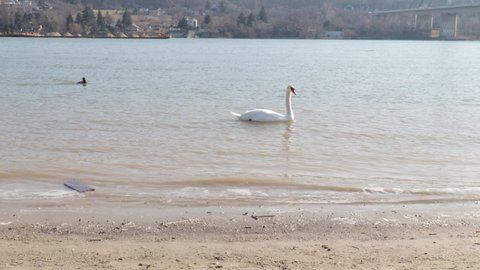 Pair of swans calmly swim on the river and enjoy the sunny weather