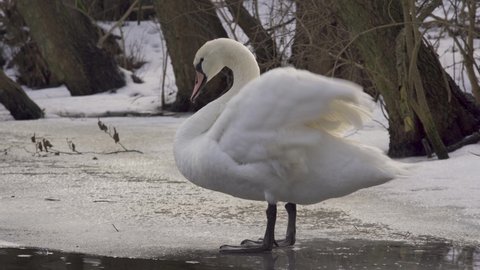 Mute swan cleaning feathers. Preening. Sick swan on ice. Angel wing. damaged feathers. Swan unable to fly.