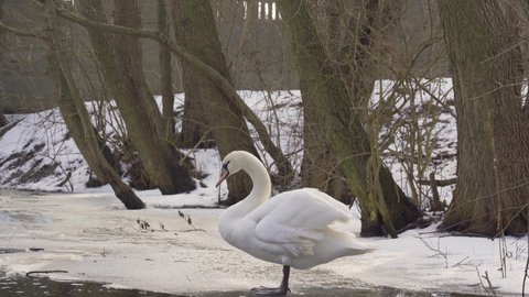 Swan drying feathers with wings spread. Spread wings. Preening. Sick swan on ice. Angel wing. damaged feathers.