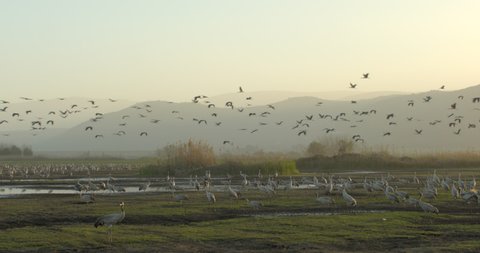 4K pan shot of a flying swarm of migratory birds in the Hula Valley in North Israel, common cranes (grus grus) in front of hills in the Agamon Hula Park in the Middle East, wildlife, eurasian crane