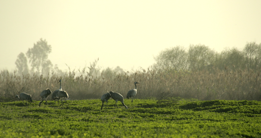 4K shot of a few migratory birds in the Hula Valley in North Israel, common cranes (grus grus) in the Agamon Hula Park on a sunny day, eurasian crane, wildlife, nature reserve in Middle East, wetland