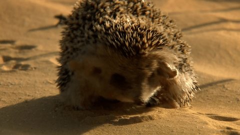 The long-eared hedgehog (Hemiechinus auritus). Differs from the usual hedgehog by the large size of the ear shell: the length of its ears is up to 5 cm. Only the back is covered with needles.