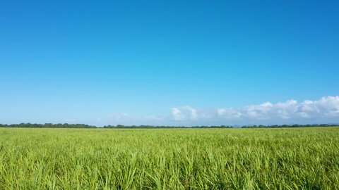 Summer landscape over sugarcane farm. Dominican republic nature 4k video. Green field and blue sky background stock footage.