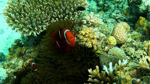 Nemo Clownfish swimming in ocean