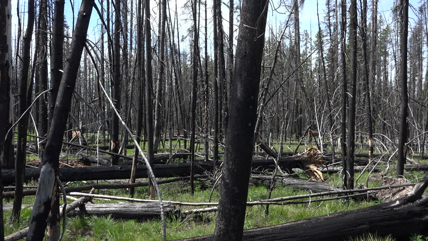 Yellowstone NP fire destroyed forest pan 4K. 1988 the largest wildfire in the recorded history of Yellowstone National Park. 793,880 acres, 36 percent of the park was scorched. Over 9,000 firefighters