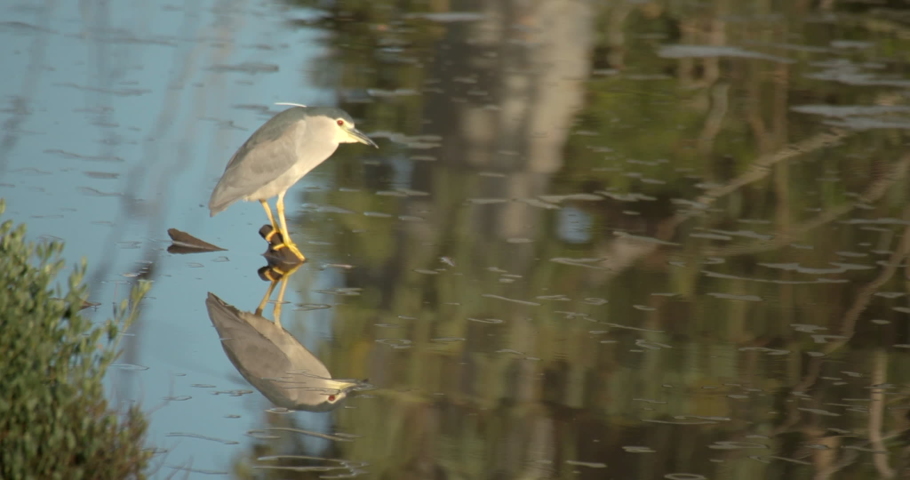beautiful close up of a little gray-and-white bird standing on a branch in the water on a sunny day, water reflections of the bird and trees, Yarkon River in the Yarkon Park in Tel Aviv-Yafo in Israel