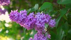 lilac branch on a bush with green leaves in beautiful sunset sunbeams