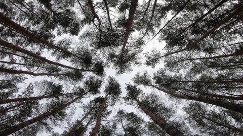 Pine trees fairy forest. Going through the tall trees in forest, view up, bottom view of big pine trees in mainly cloudy gray day. Camera movement inside the forest in winter