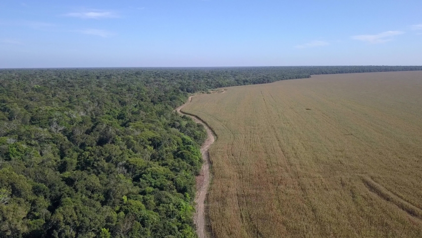 Aerial drone view of the Xingu Indigenous Park territory border and large soybean farms in the Amazon rainforest, Brazil. Concept of deforestation, agriculture, global warming and environment. 4K	 Royalty-Free Stock Footage #1068119873