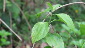 Ceylon swift butterfly hanging on tip of a leaf because heavy wind