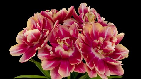 Seven terry tulips burgundy color. Isolated on black background. Time lapse