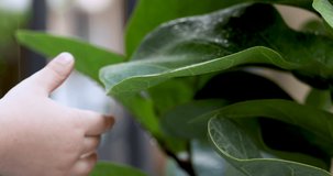 4K Video little cute asian watering the plant in pot. Concept for learning and education of children.
