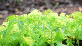 Green fresh lettuce in farmland footage.