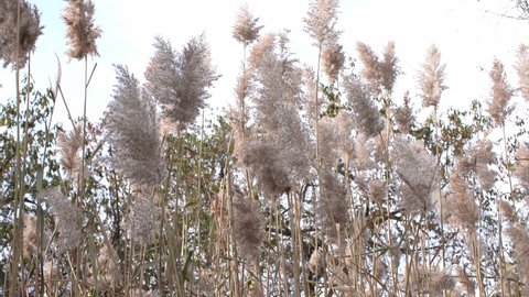 Pampas Grass in Fall in New York City. Pampas moving in the Wind. Tall Grass in Nature. Glass Bottle Beach in Brooklyn