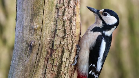 Great spotted woodpecker closeup video with awesome clear details