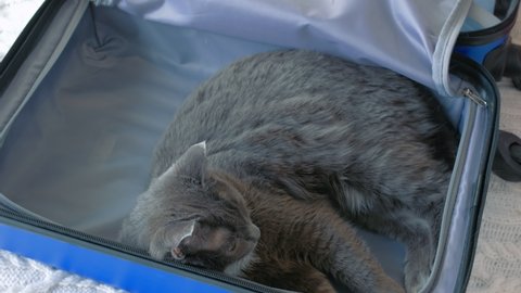 A warm sweater is tucked into a gray-blue travel bag. A sleek gray cat lay down in the bag, two more warm clothes are put on top of the cat and they are covered with the cat.