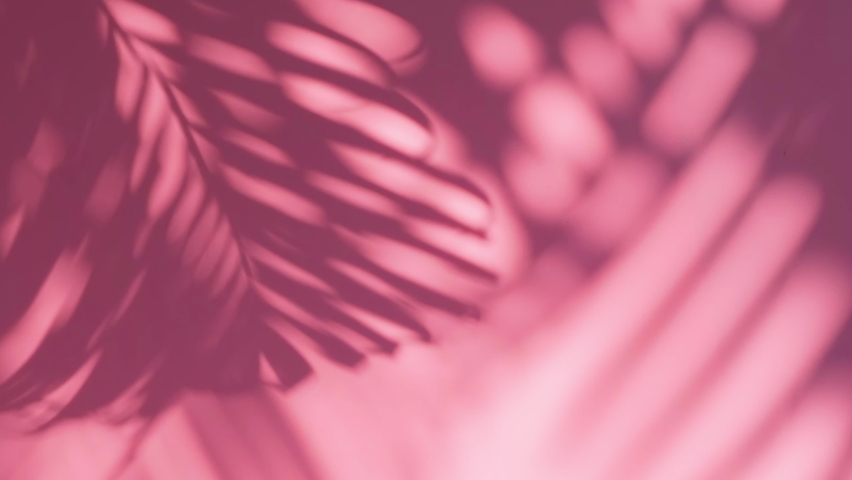 blur shadow palm leaves in wind overlay on pink wall background, concepts summer Royalty-Free Stock Footage #1068138086