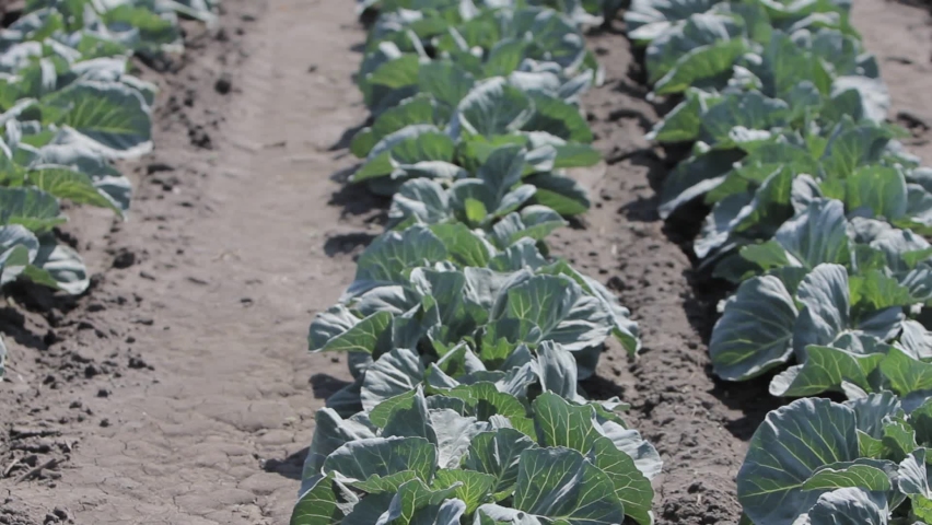 cabbage growing in the field close-up. young cabbage in a field in spring. growing cabbage on an industrial scale.