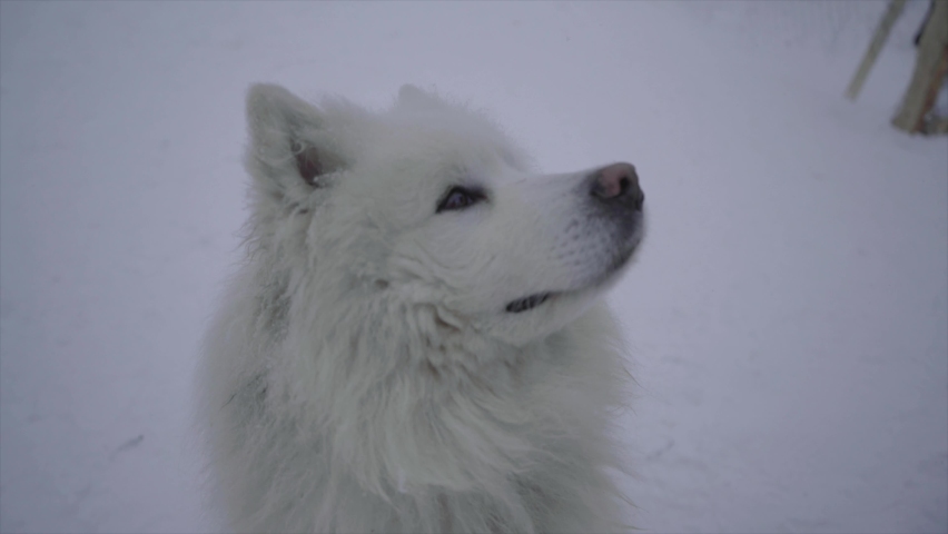 white dog winter with snow Royalty-Free Stock Footage #1068143333