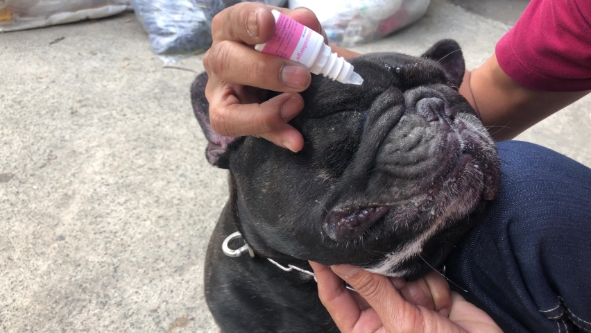 saline solution dog wound