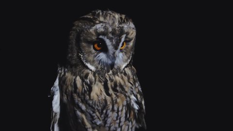 A long-eared Owl which, on a black background, turns its head and blinks with huge orange eyes while its feathers shimmer and sway beautifully. Portrait Close-up in profile.