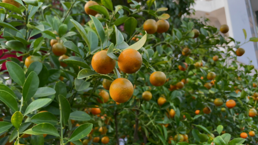 A lot of orange trees with ripe fruits on them. Buying orange trees is a tradition of Asian people when they celebrate the TET holiday or Lunar new year in Asia. TET concept Royalty-Free Stock Footage #1068146138