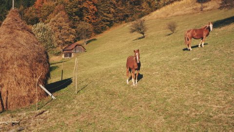 Aerial of horses at mountain grass valley. Autumn countryside nature landscape. Farm animals biodiversity. Leafy trees at green pastures. Haystack at forest. Carpathian mounts, Ukraine, Europe