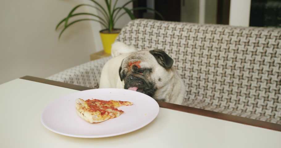 Funny hungry pug dog steal food from table. Funny pizza thief. Licking, eating pizza while the owner is away. Messy, dirty face, sauce stain face. Naughty dog. Funny dog food concept Royalty-Free Stock Footage #1068152219