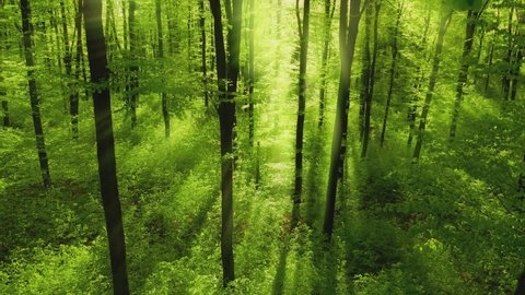 Lush green forest with dreamy sun rays, the camera descends from the treetops to the bushes on the ground

